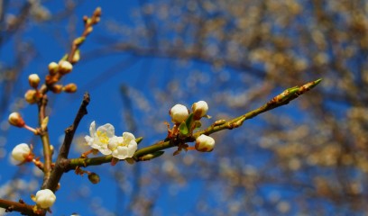 spring hope